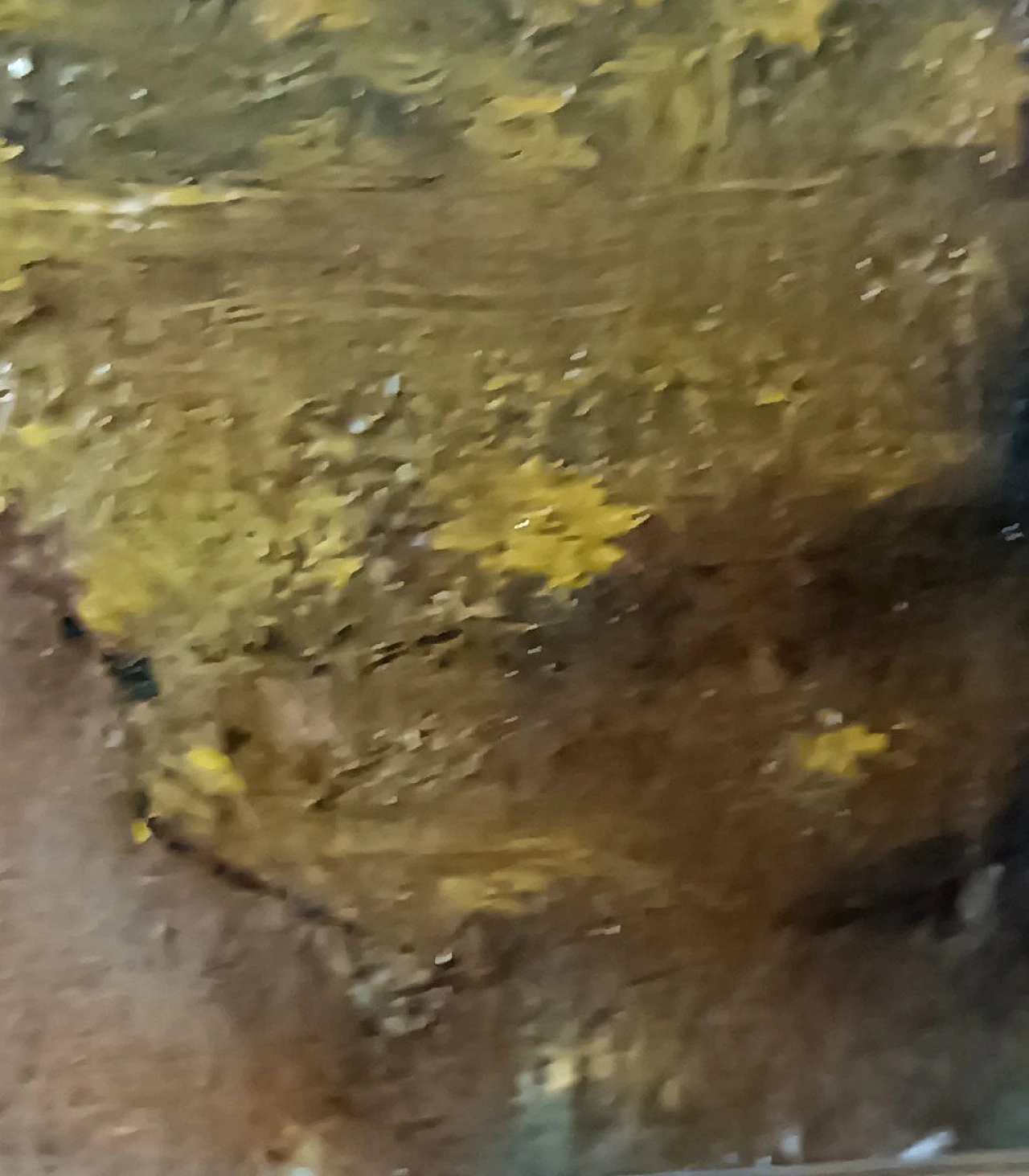 Scorcio con alberi, dipinto a olio su tela, fine '800 8