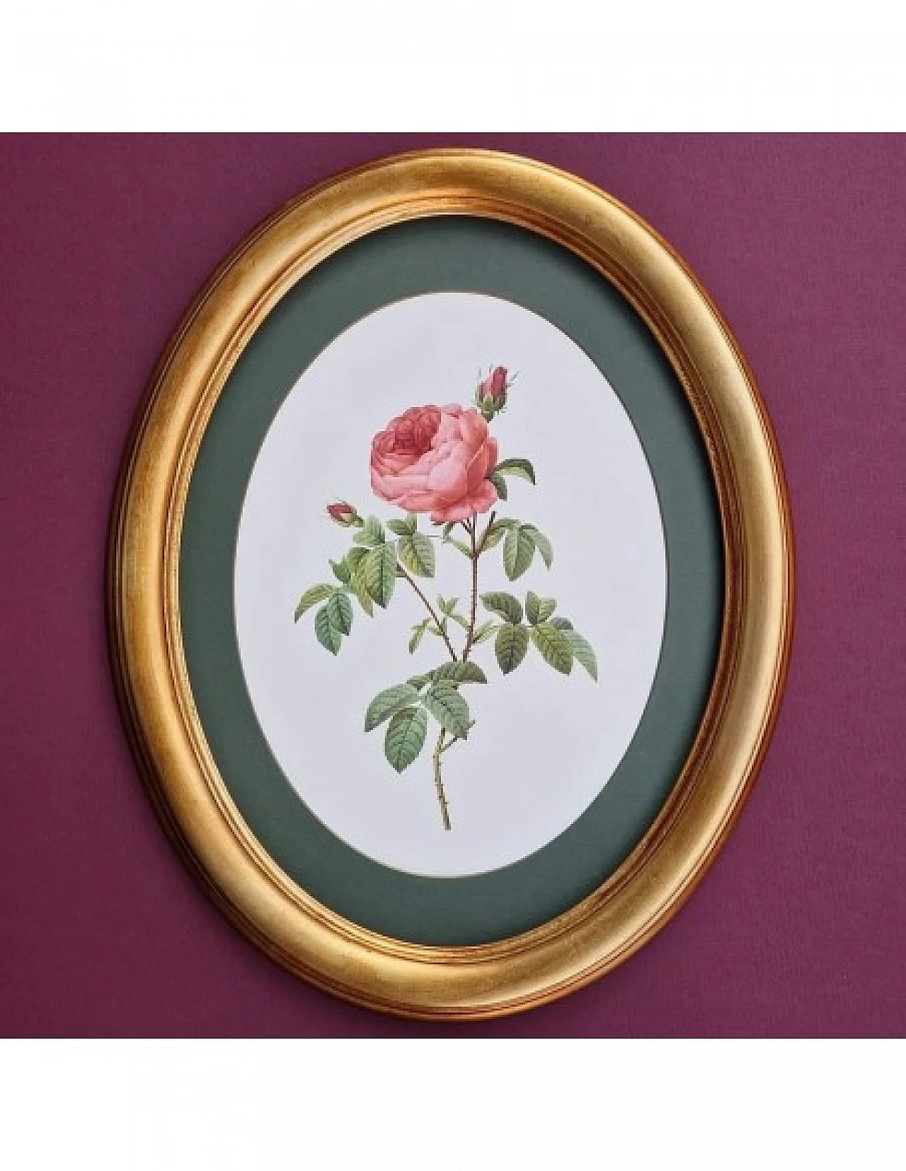 Pierre-Joseph Redouté, rose, anastatic lithography, 1959 1