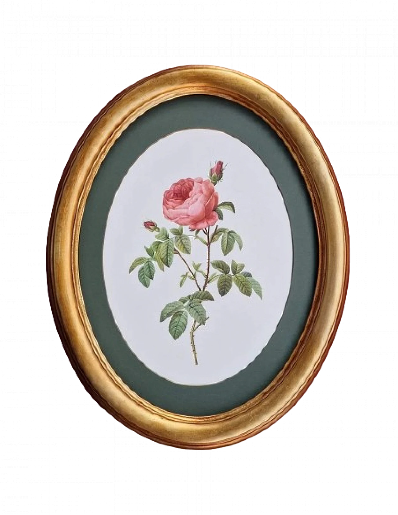 Pierre-Joseph Redouté, rose, anastatic lithography, 1959 2