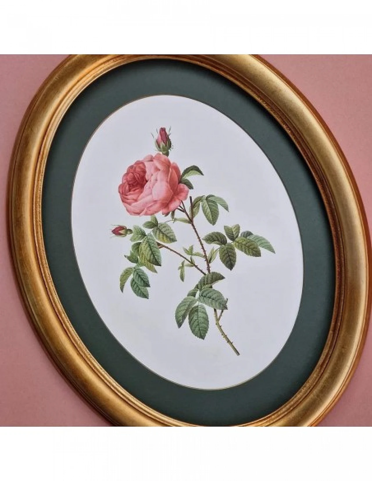 Pierre-Joseph Redouté, rose, anastatic lithography, 1959 3