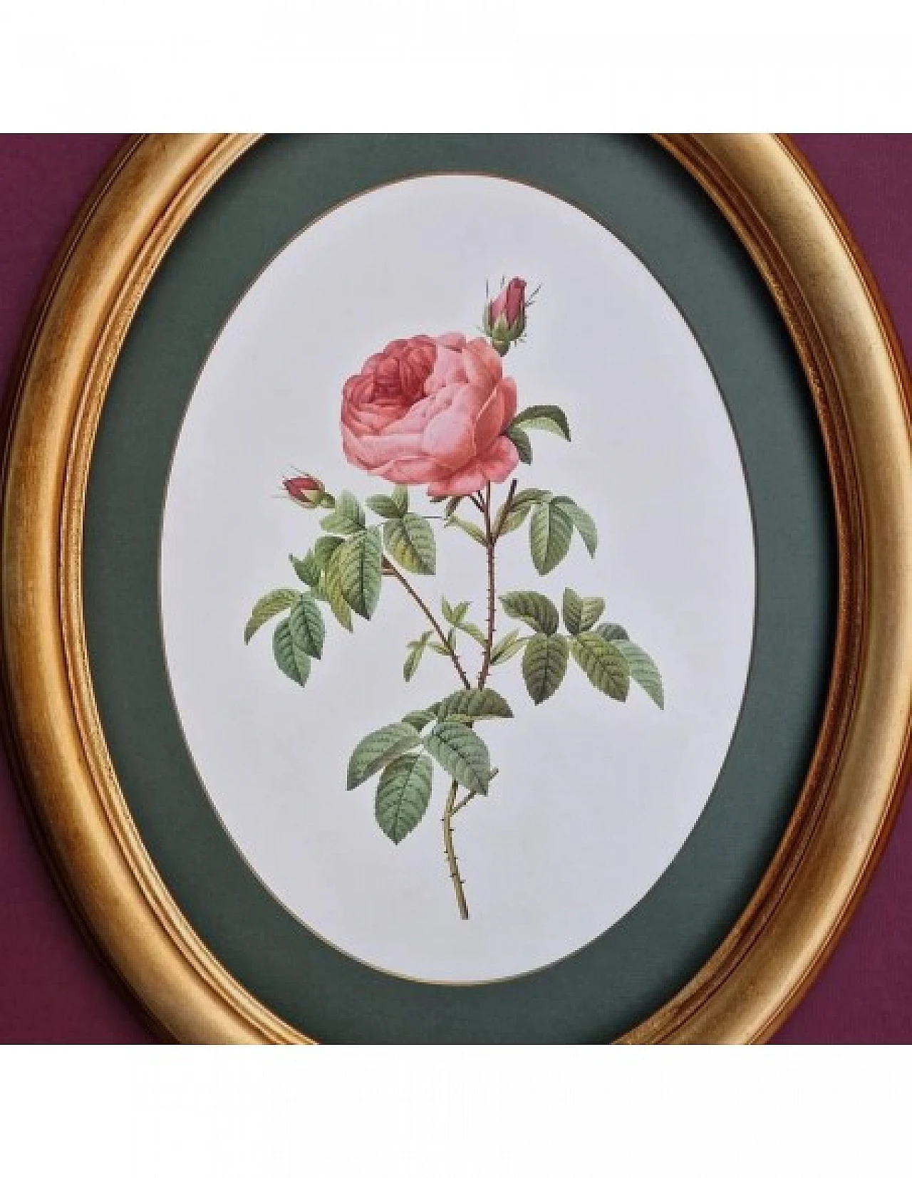 Pierre-Joseph Redouté, rose, anastatic lithography, 1959 4