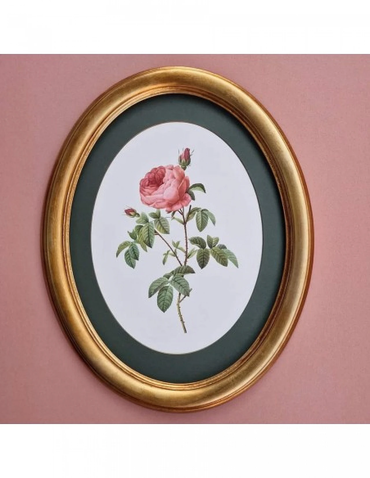 Pierre-Joseph Redouté, rose, anastatic lithography, 1959 5