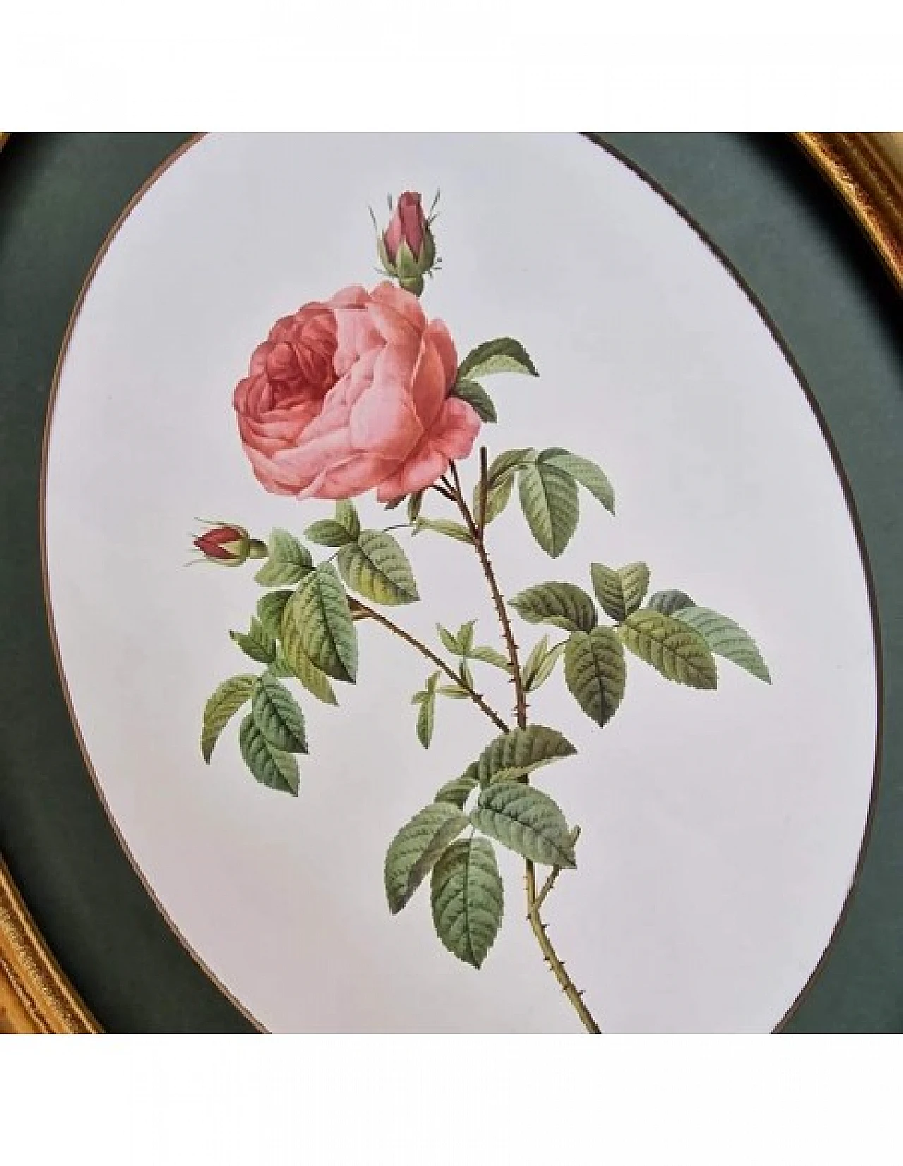 Pierre-Joseph Redouté, rose, anastatic lithography, 1959 6