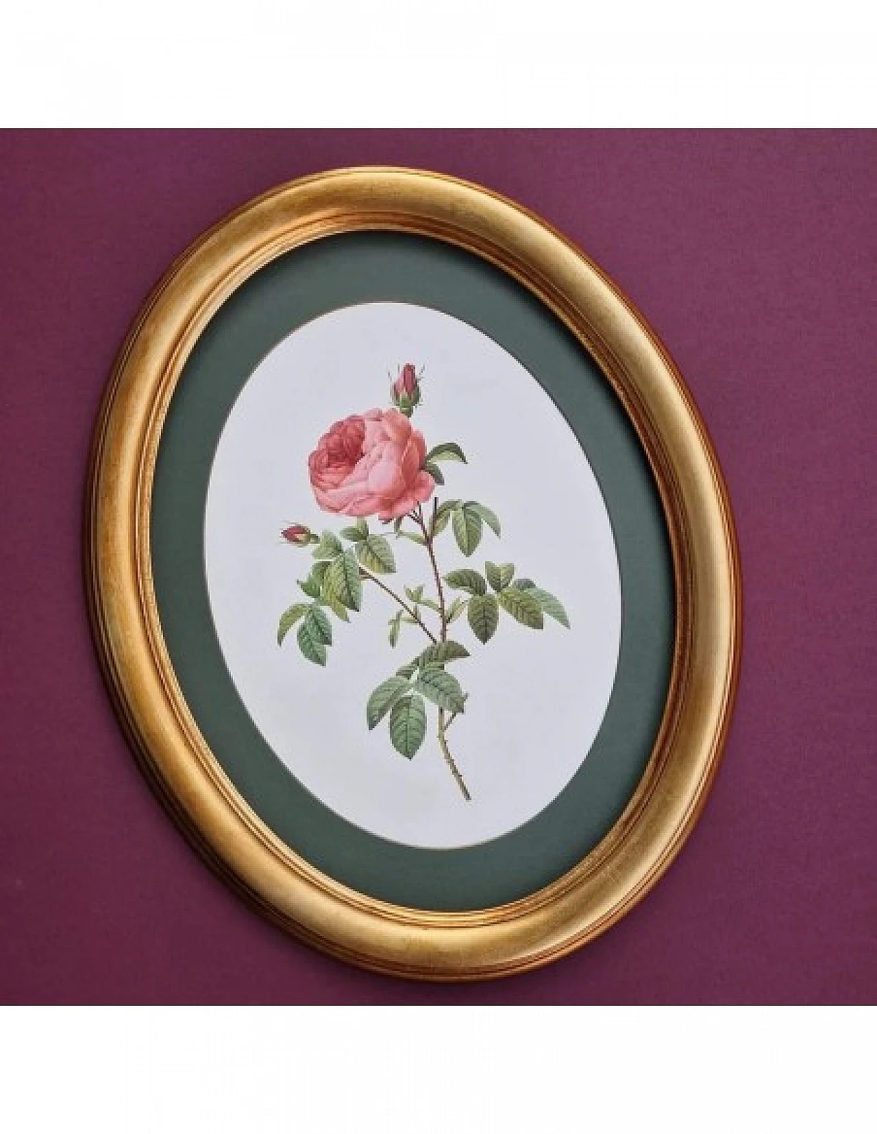 Pierre-Joseph Redouté, rose, anastatic lithography, 1959 9