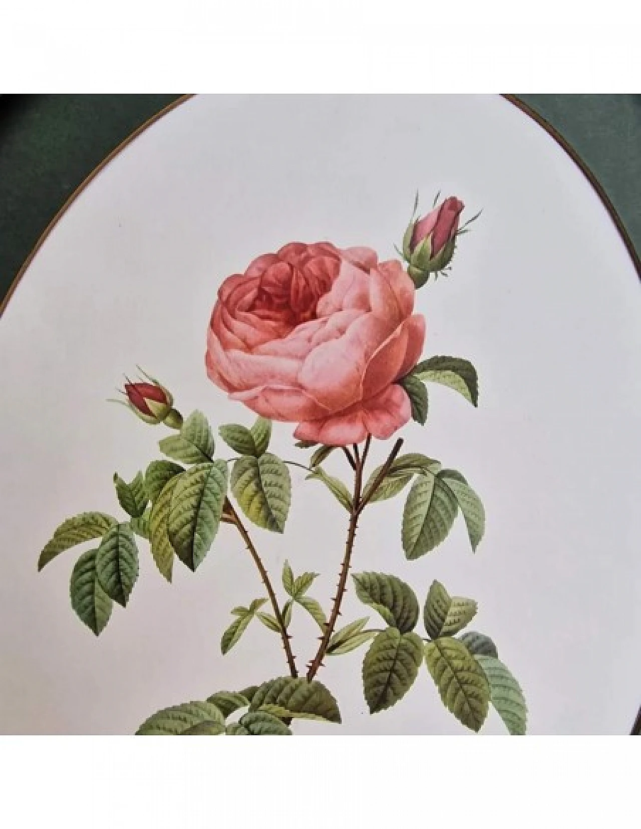 Pierre-Joseph Redouté, rose, anastatic lithography, 1959 10