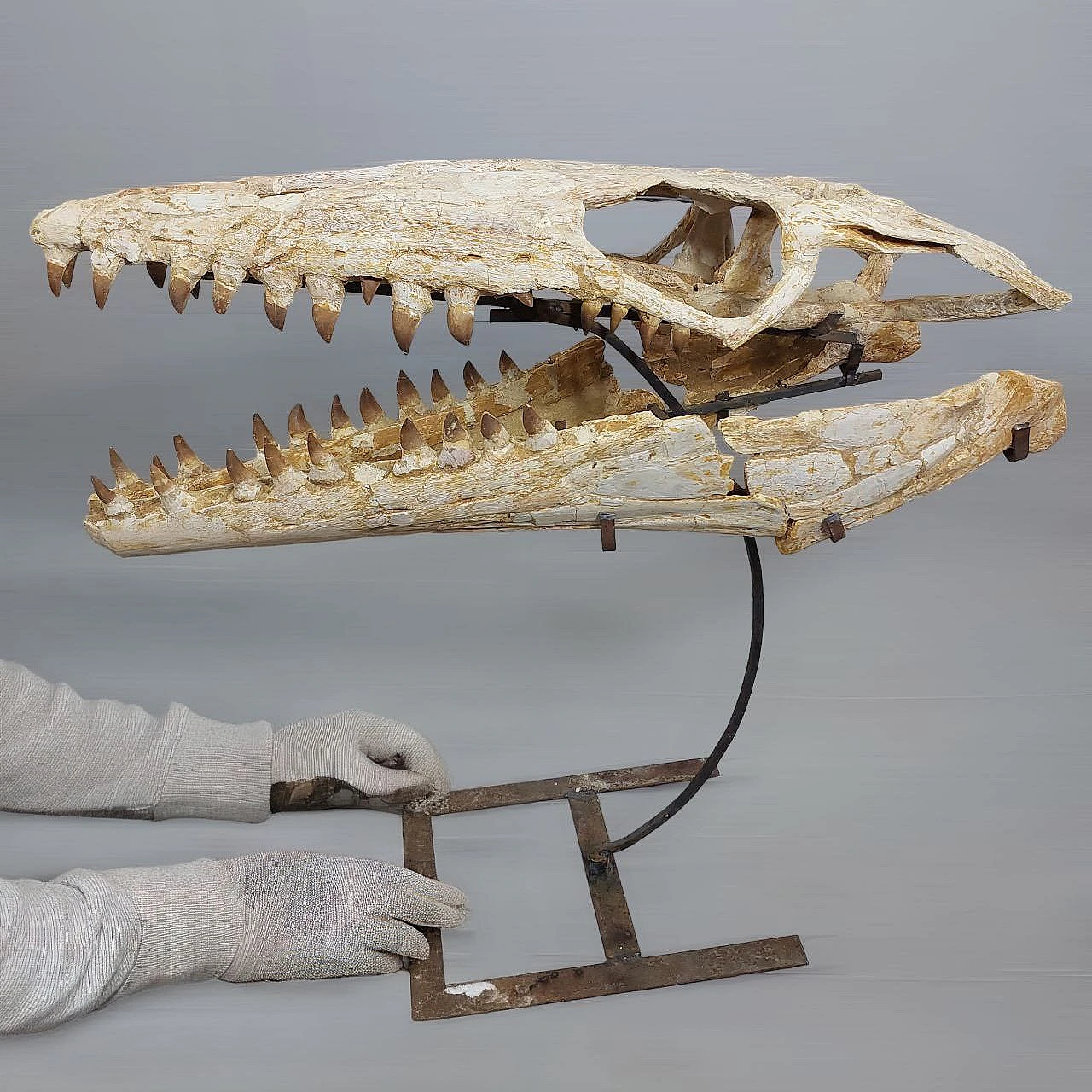 Mosasaurus skull, Cretaceous era 1