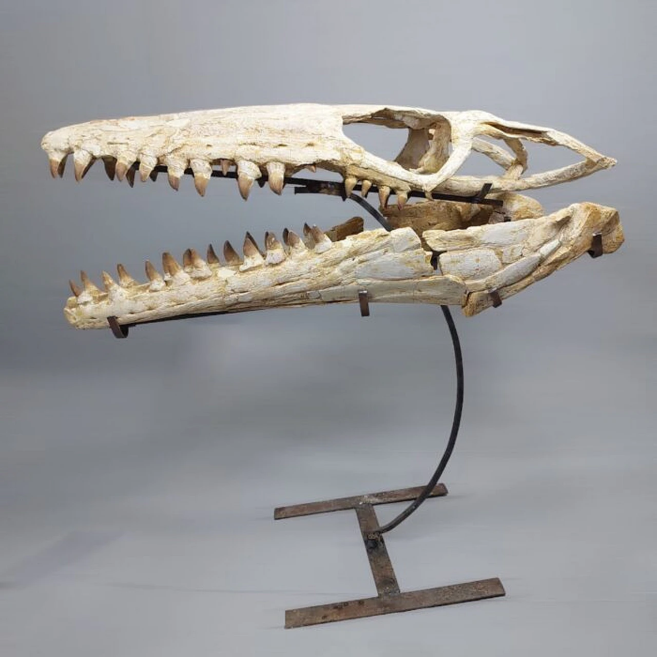 Mosasaurus skull, Cretaceous era 2
