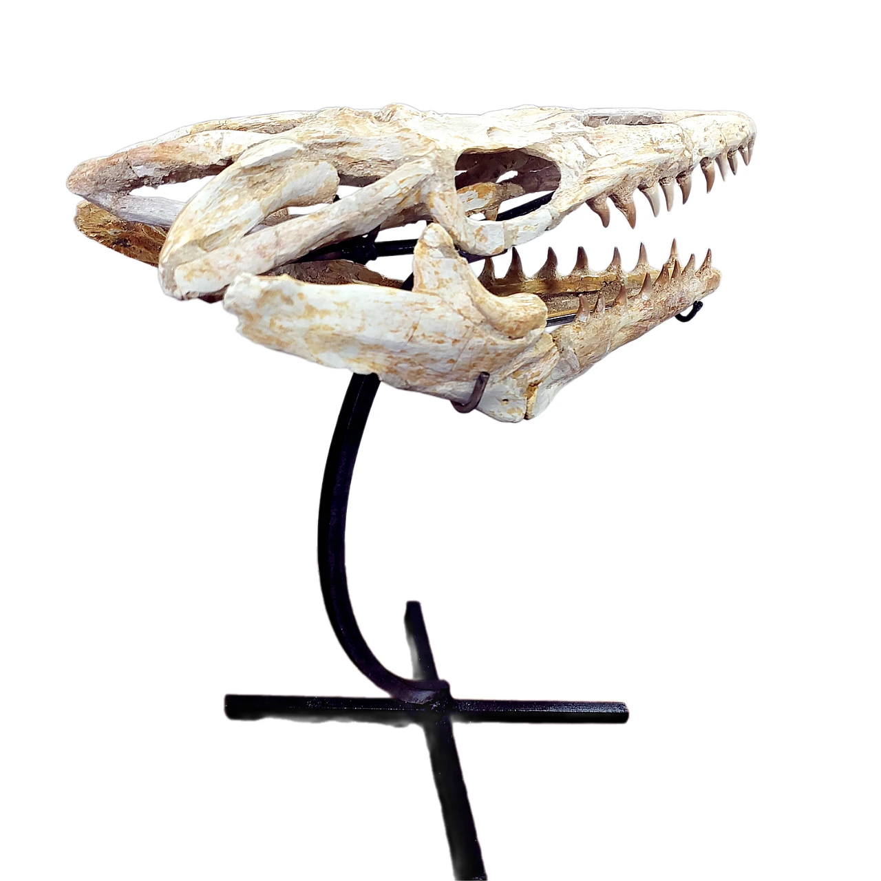 Skull of Mosasaurus ‘Halisaurus Arambourgii’ 1