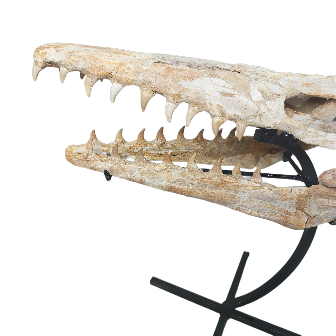 Skull of Mosasaurus ‘Halisaurus Arambourgii’ 3