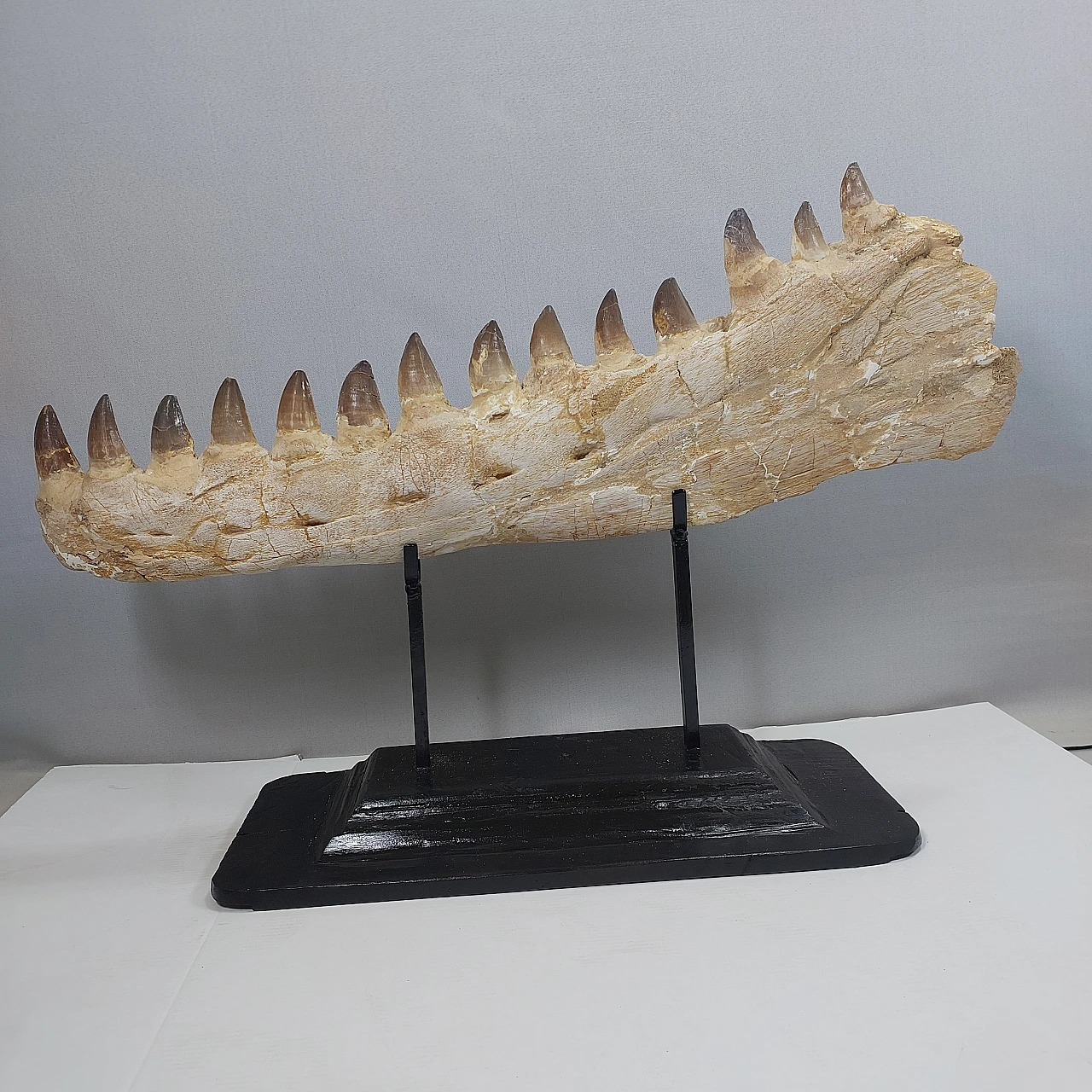 Authentic Mosasaur jaw fossil Prognathodon sp - 65 Million Years 1