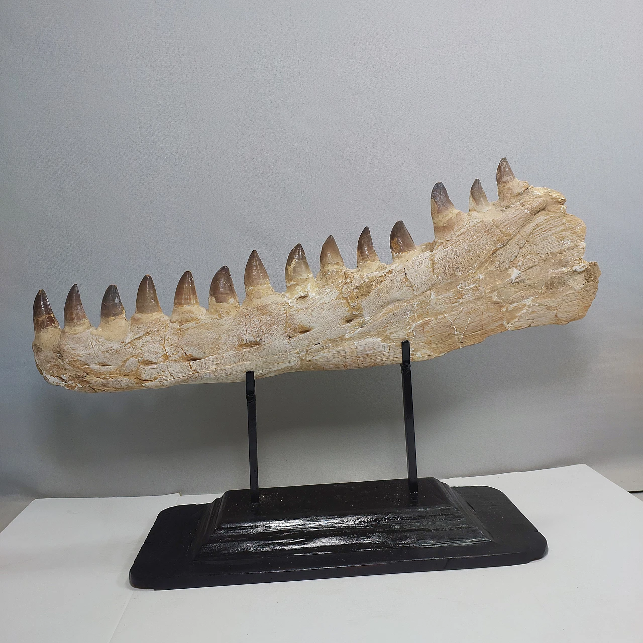 Authentic Mosasaur jaw fossil Prognathodon sp - 65 Million Years 2