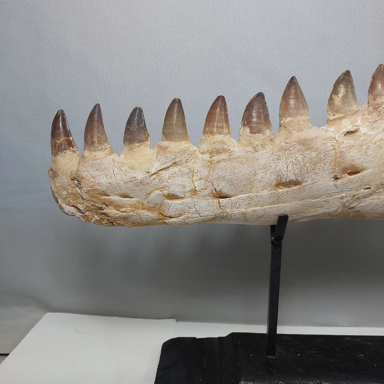 Authentic Mosasaur jaw fossil Prognathodon sp - 65 Million Years 4