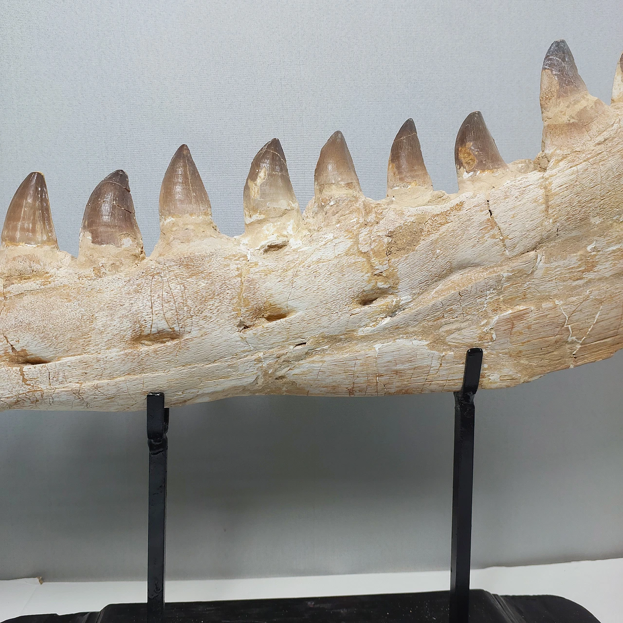 ボード FOSSIL - FOSSIL BOARD NATURAL 160 England Fossil Brachiopod Schizophoria resupinata