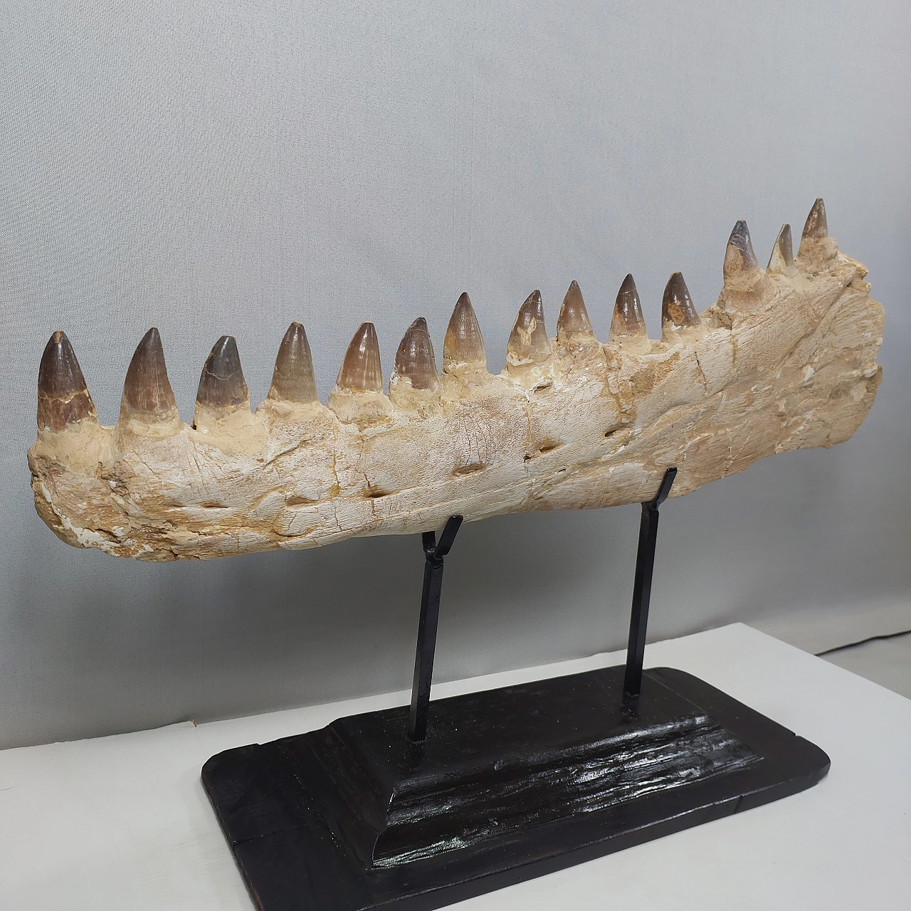 Authentic Mosasaur jaw fossil Prognathodon sp - 65 Million Years 6