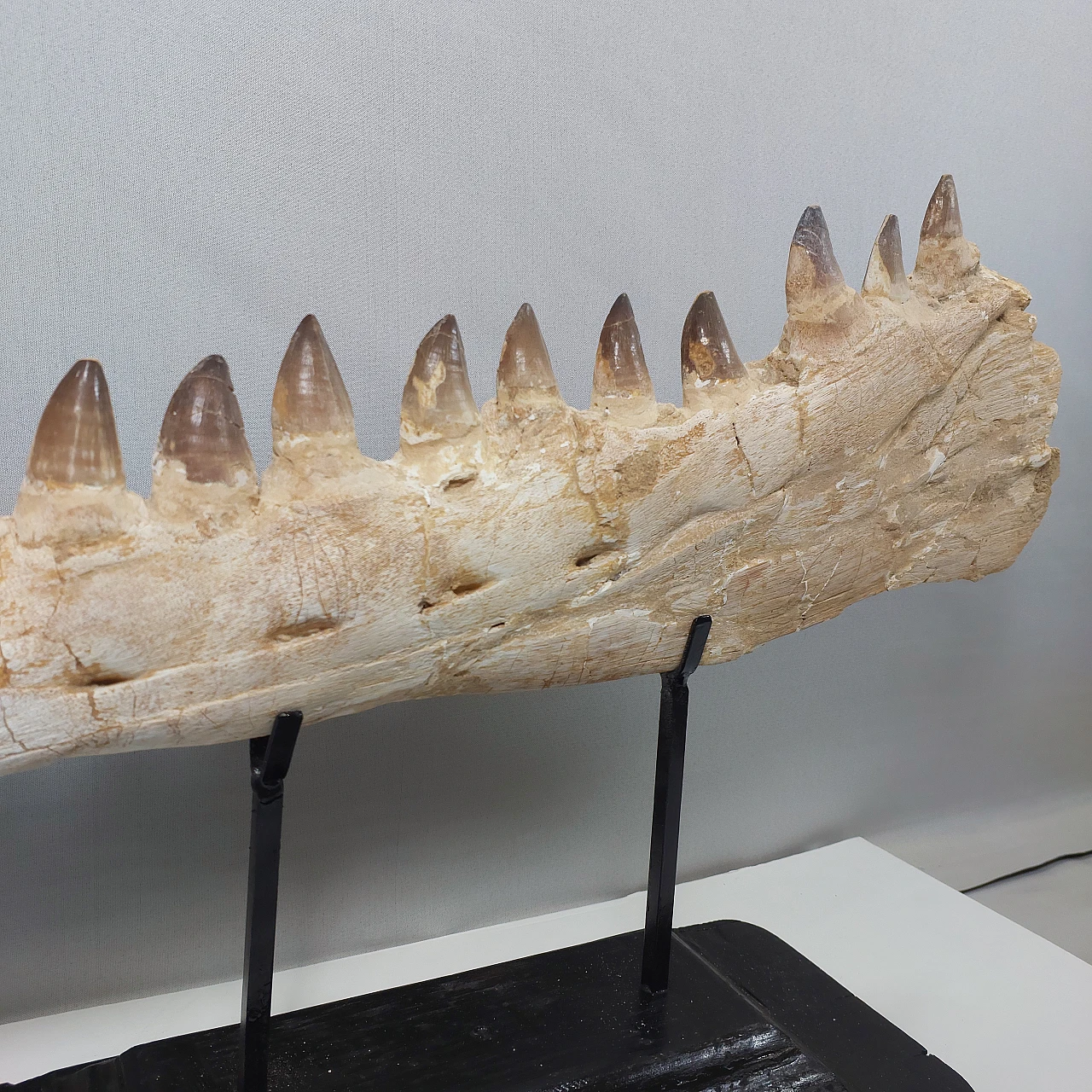 Authentic Mosasaur jaw fossil Prognathodon sp - 65 Million Years 7