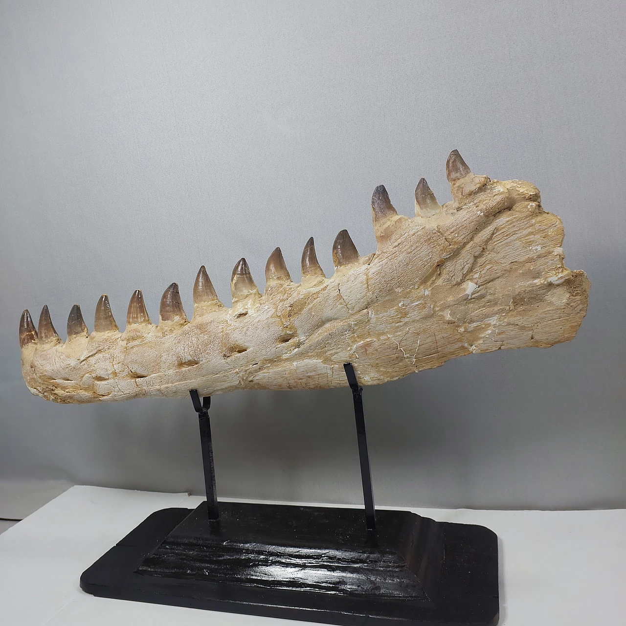 Authentic Mosasaur jaw fossil Prognathodon sp - 65 Million Years 8