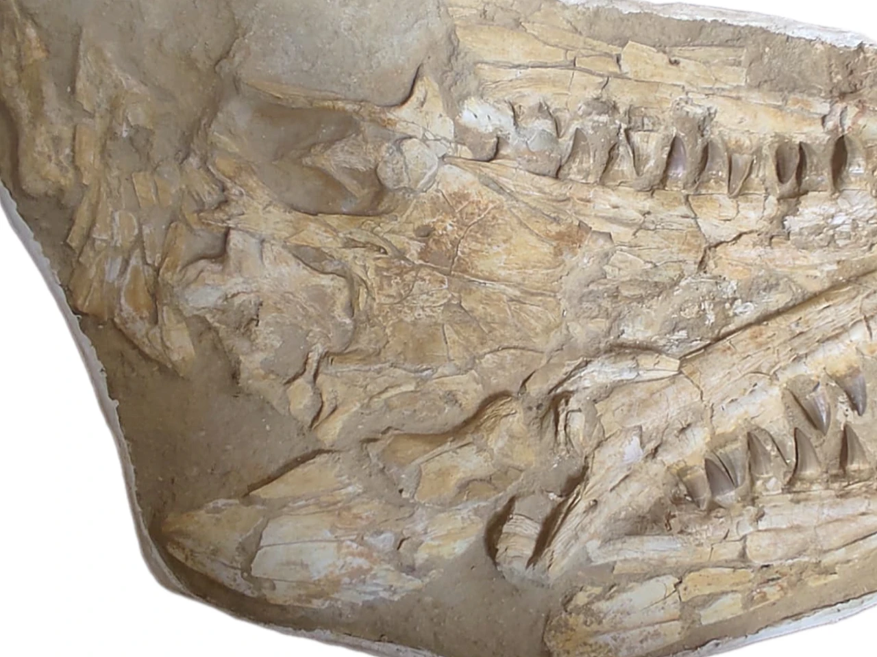 Authentic 37-Inch Mosasaurus Beaugei Skull Fossil in Original Matrix 1