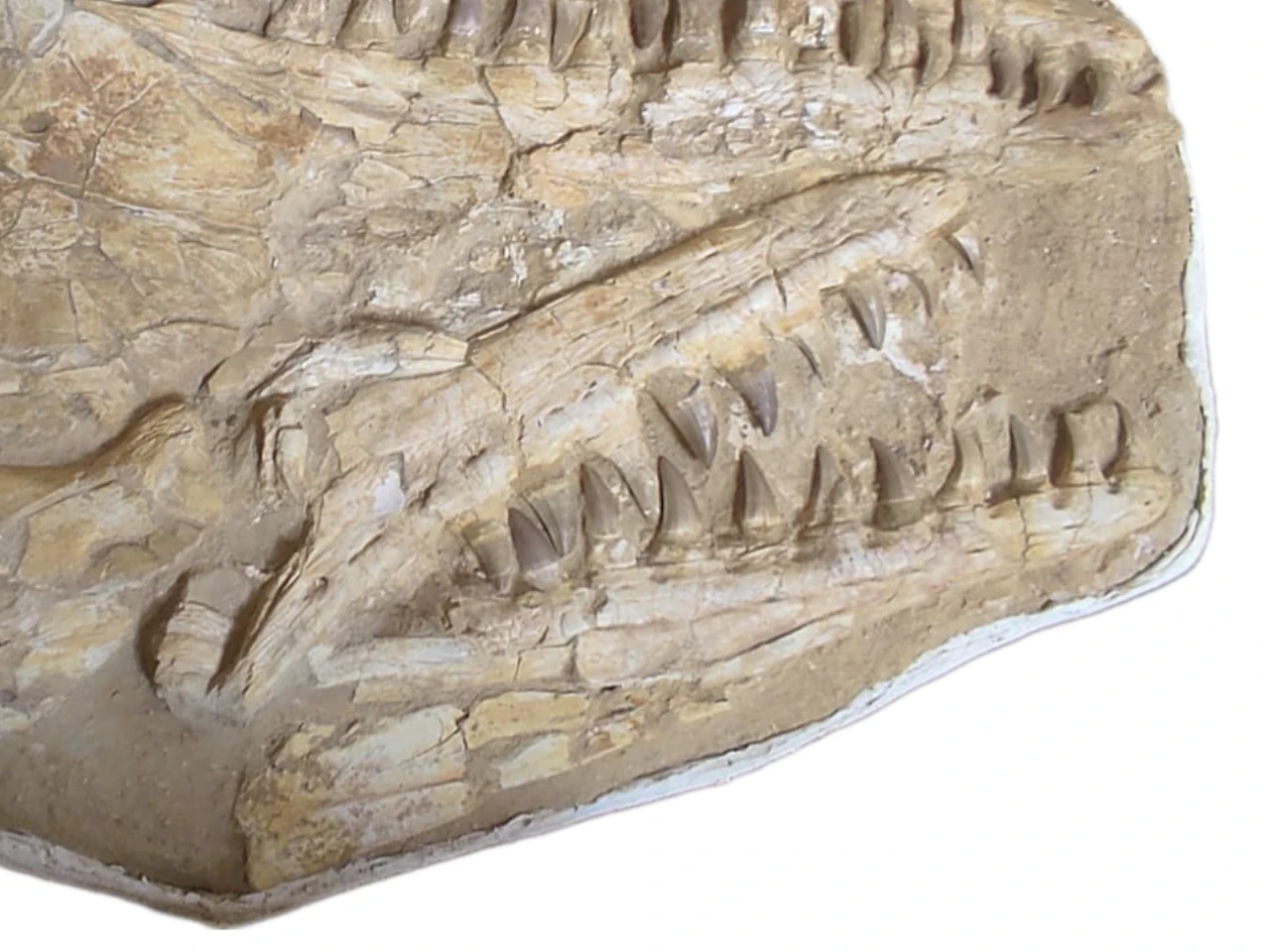 Authentic 37-Inch Mosasaurus Beaugei Skull Fossil in Original Matrix 2