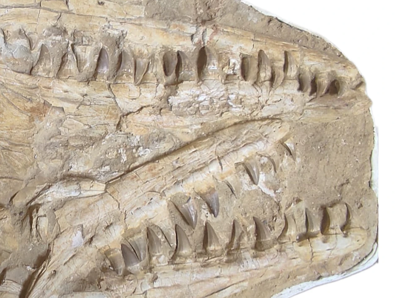 Authentic 37-Inch Mosasaurus Beaugei Skull Fossil in Original Matrix 3