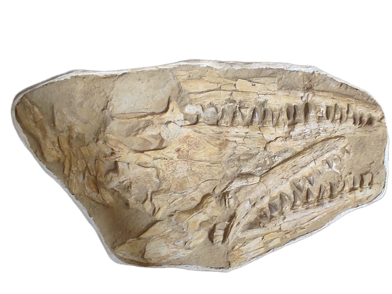 Authentic 37-Inch Mosasaurus Beaugei Skull Fossil in Original Matrix 4