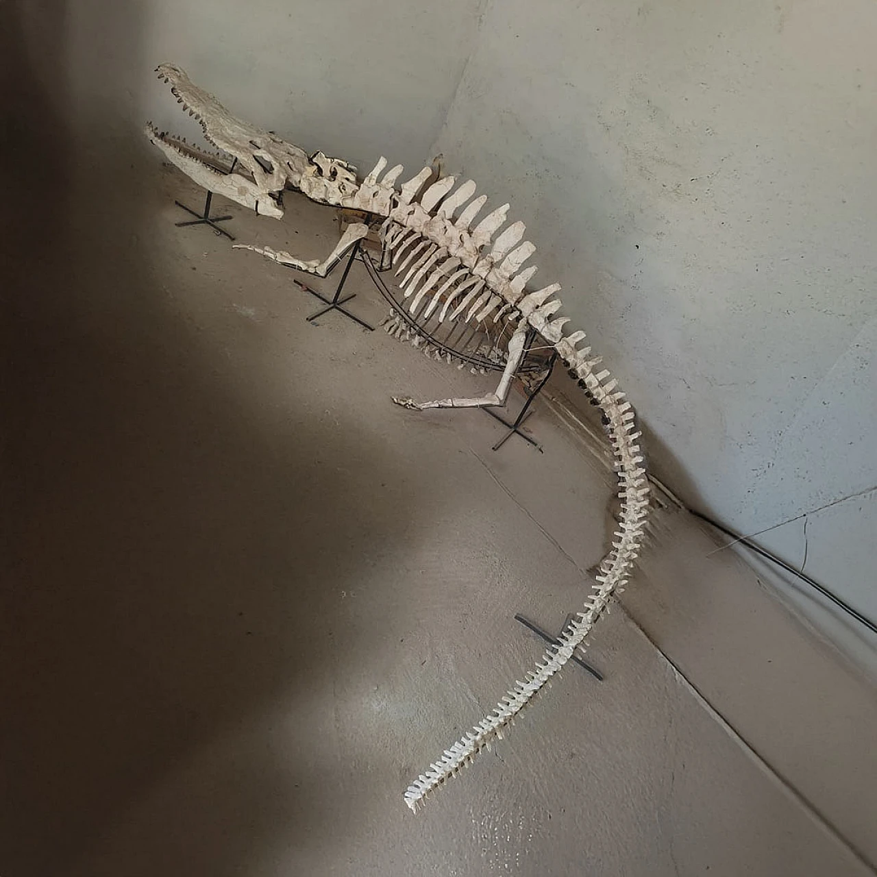 Alligator Crocodile fossil skeleton dinosaur era 1