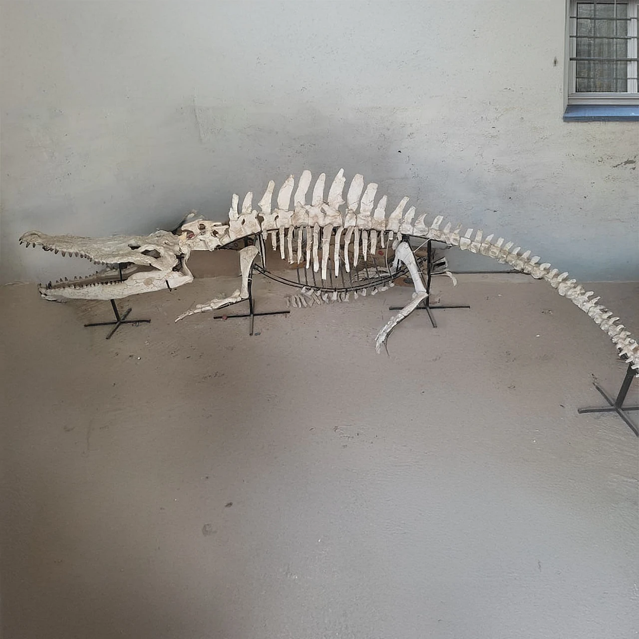 Alligator Crocodile fossil skeleton dinosaur era 2