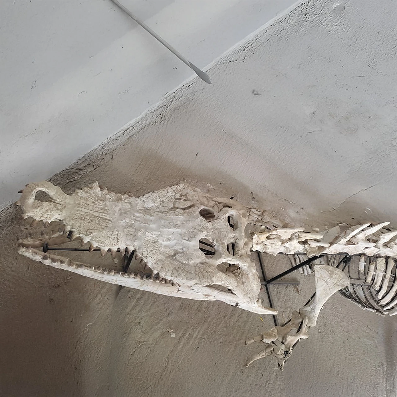 Alligator Crocodile fossil skeleton dinosaur era 3