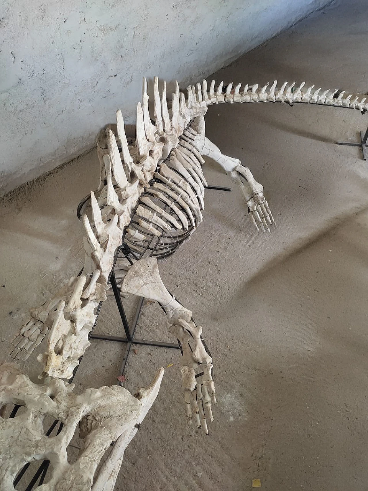 Alligator Crocodile fossil skeleton dinosaur era 4