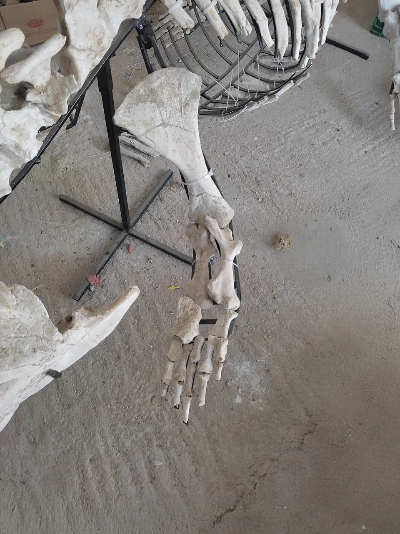 Alligator Crocodile fossil skeleton dinosaur era 5