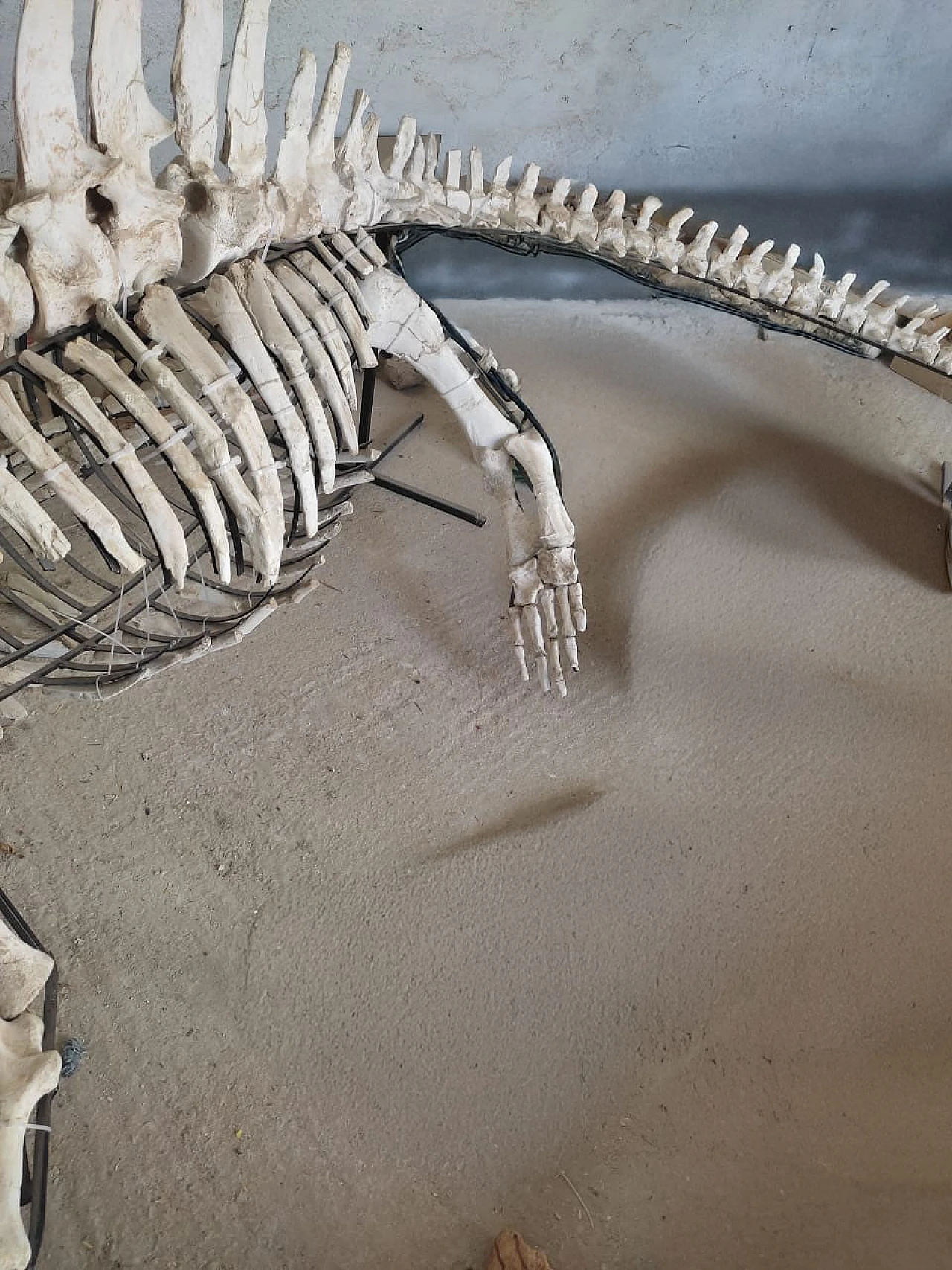 Alligator Crocodile fossil skeleton dinosaur era 6