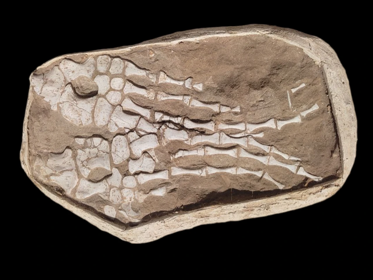 Two Mosasaur Paddles fossils in plaster jacket 60cm 1