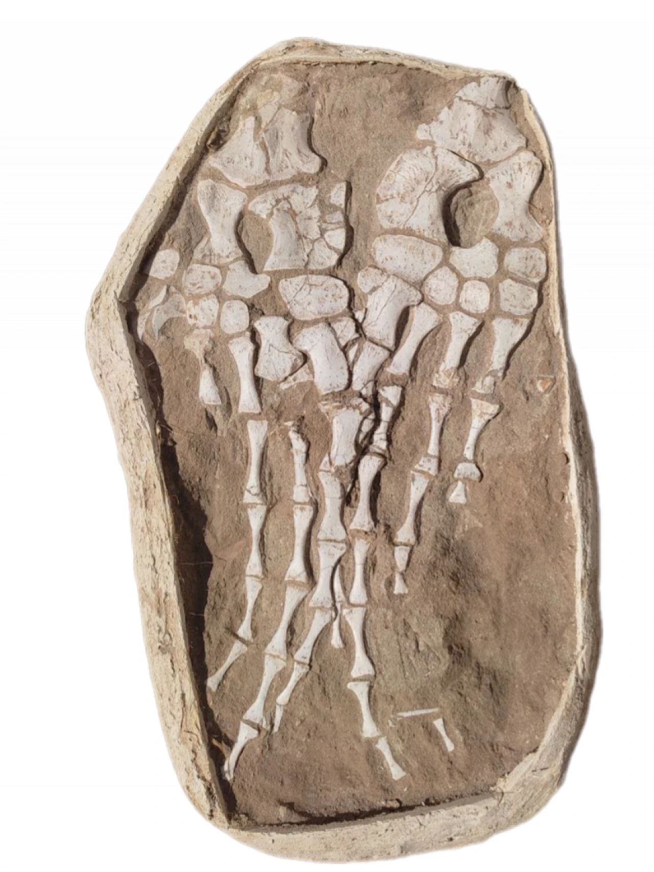 Two Mosasaur Paddles fossils in plaster jacket 60cm 2