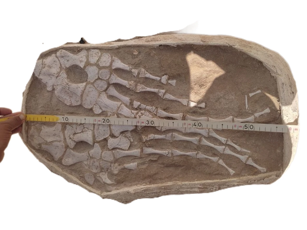 Two Mosasaur Paddles fossils in plaster jacket 60cm 3