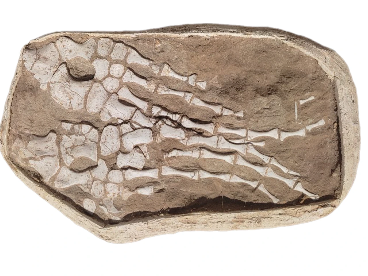Two Mosasaur Paddles fossils in plaster jacket 60cm 4