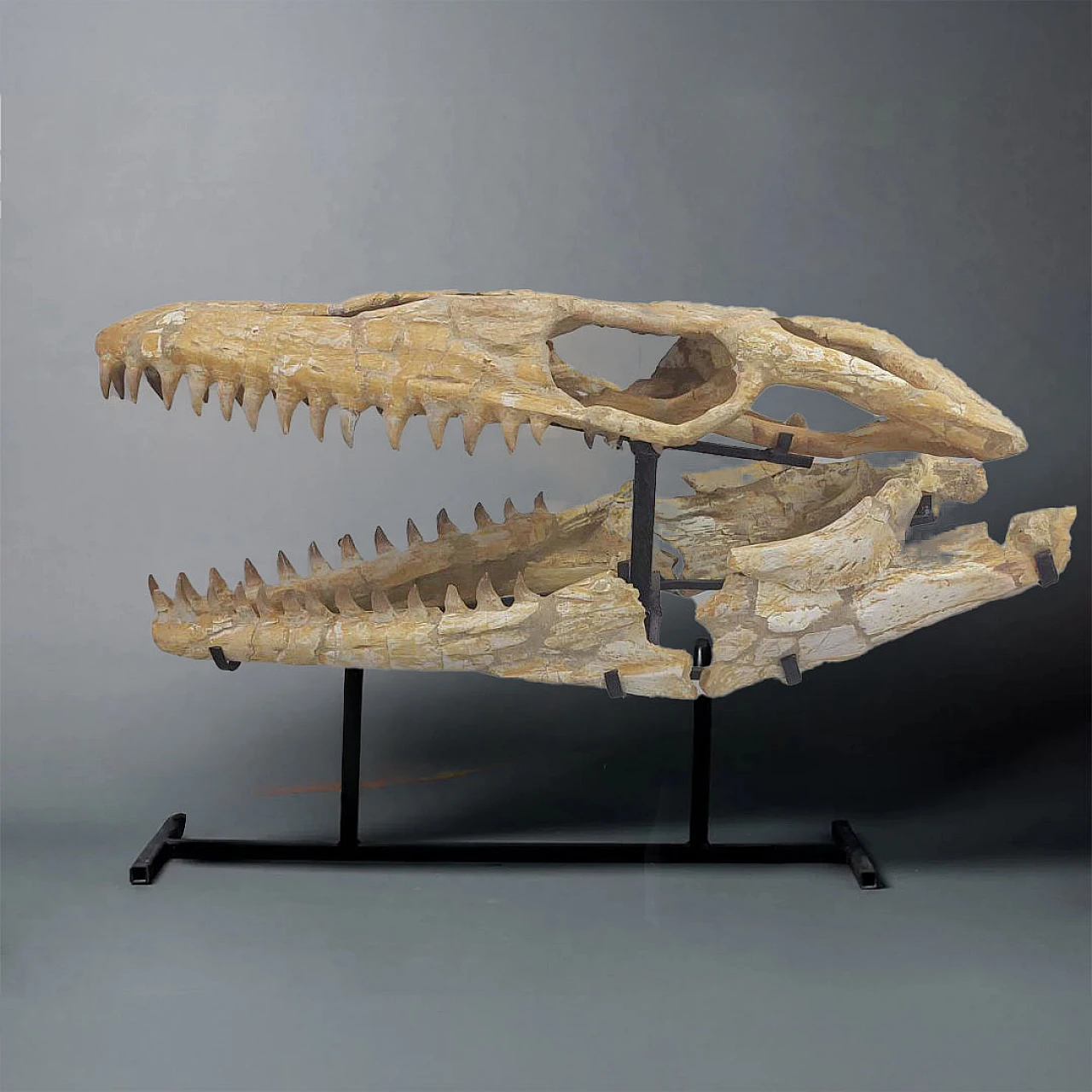 Fossil Mosasaur skull Moroccan Fossilized reptile 1