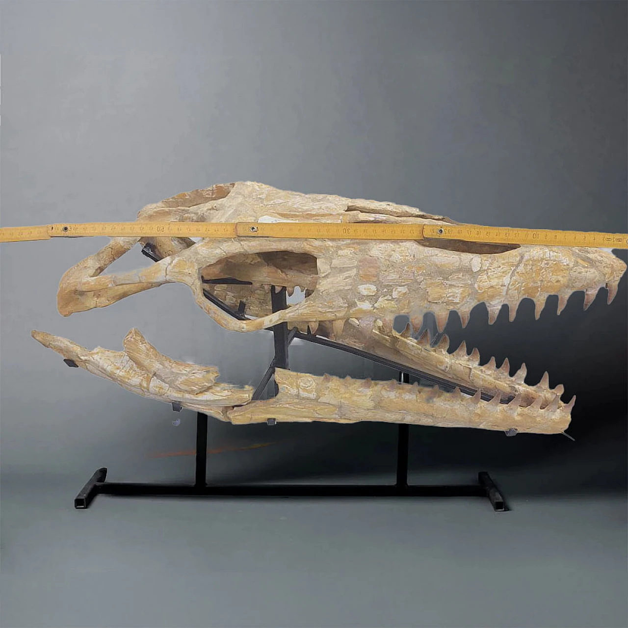 Fossil Mosasaur skull Moroccan Fossilized reptile 2