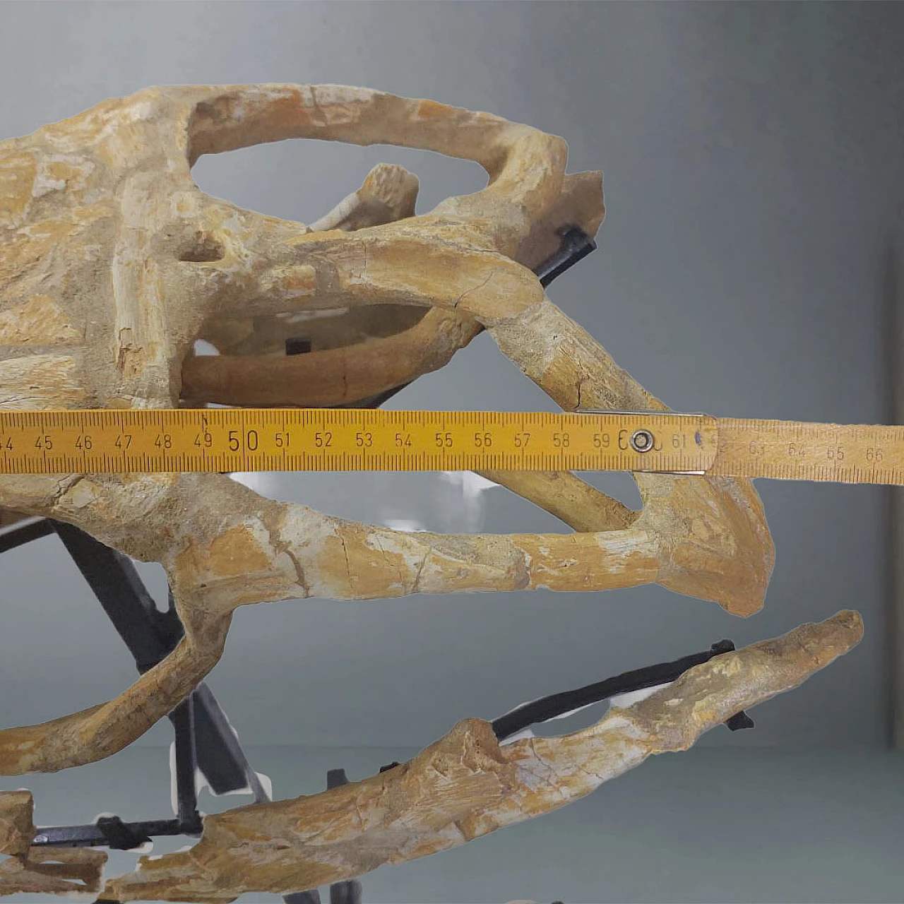 Fossil Mosasaur skull Moroccan Fossilized reptile 3