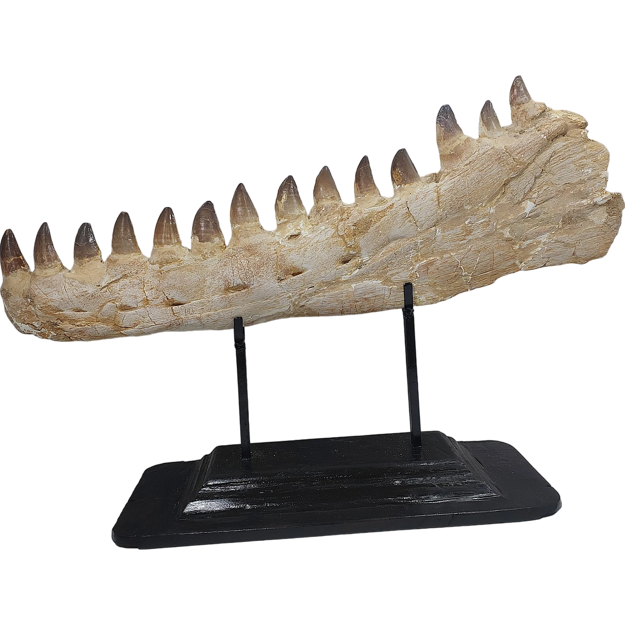 Authentic Mosasaur jaw fossil Prognathodon sp - 65 Million Years 9