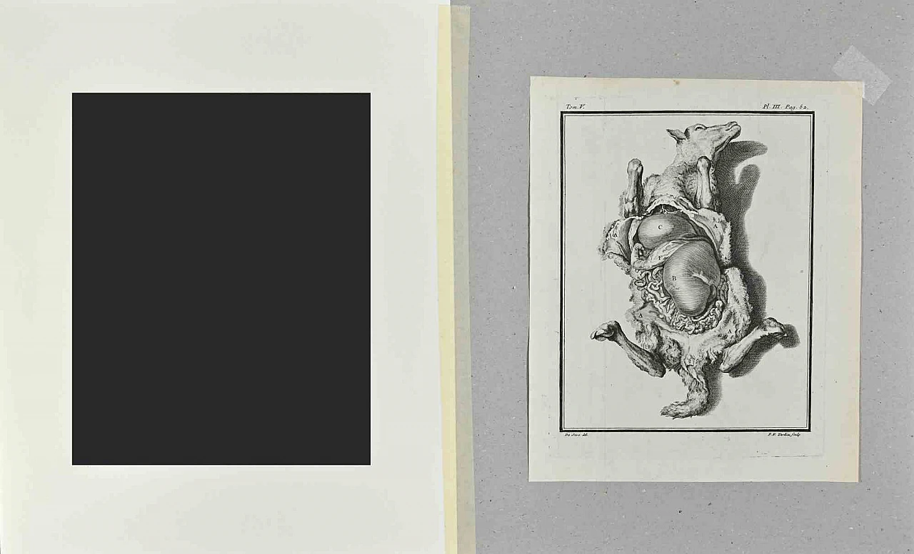 Jacques de Seve, The Dissected Veal, Etching 18th century 2