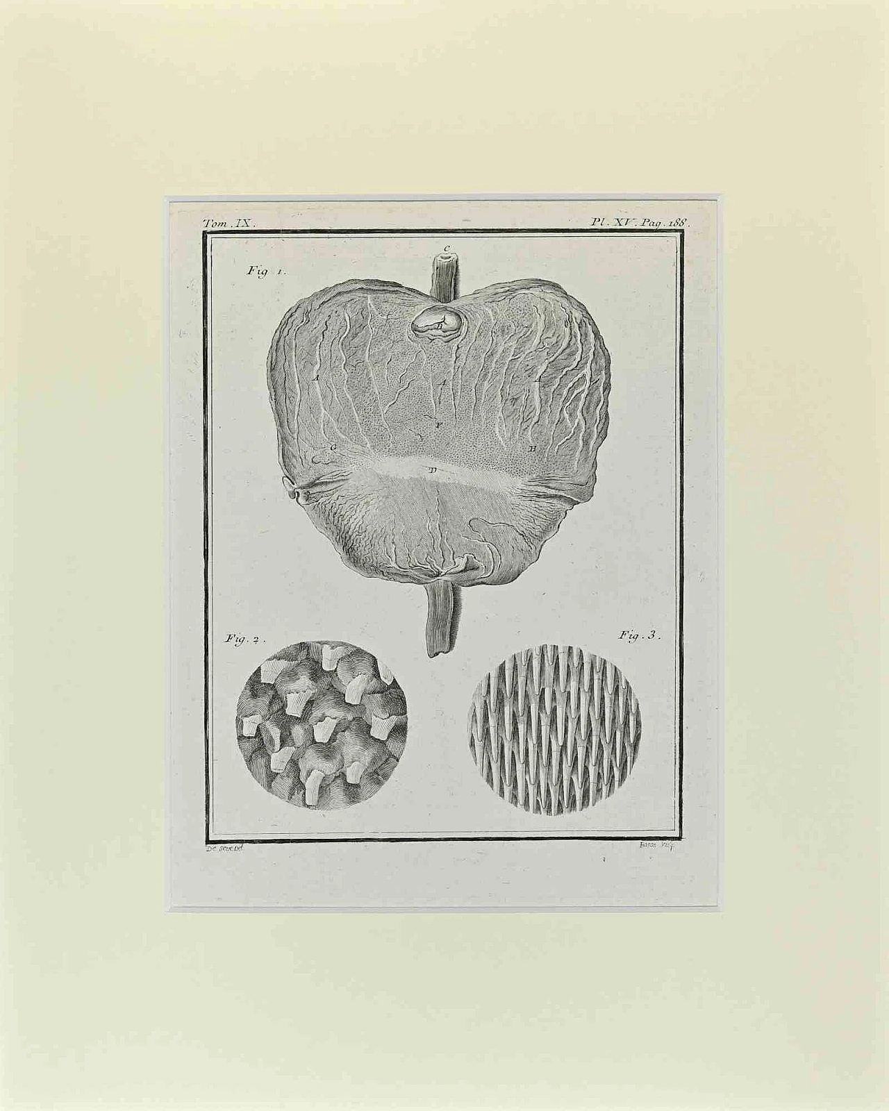 Jacques de Seve, Anatomie, Etching 18th century 1