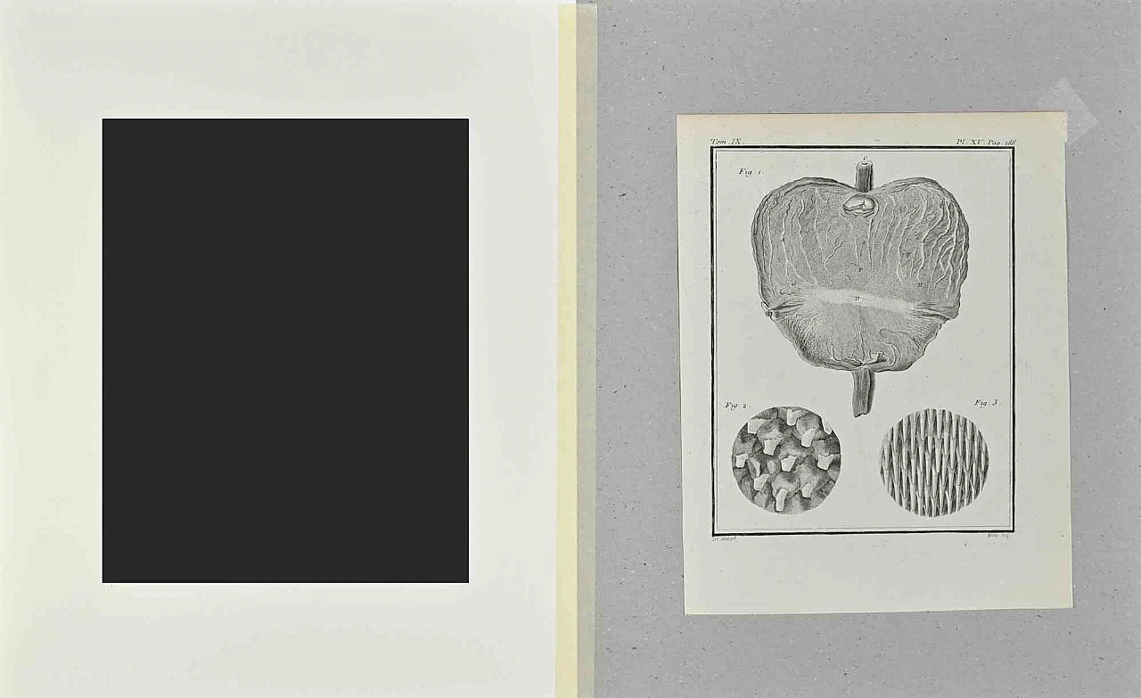 Jacques de Seve, Anatomie, Etching 18th century 2