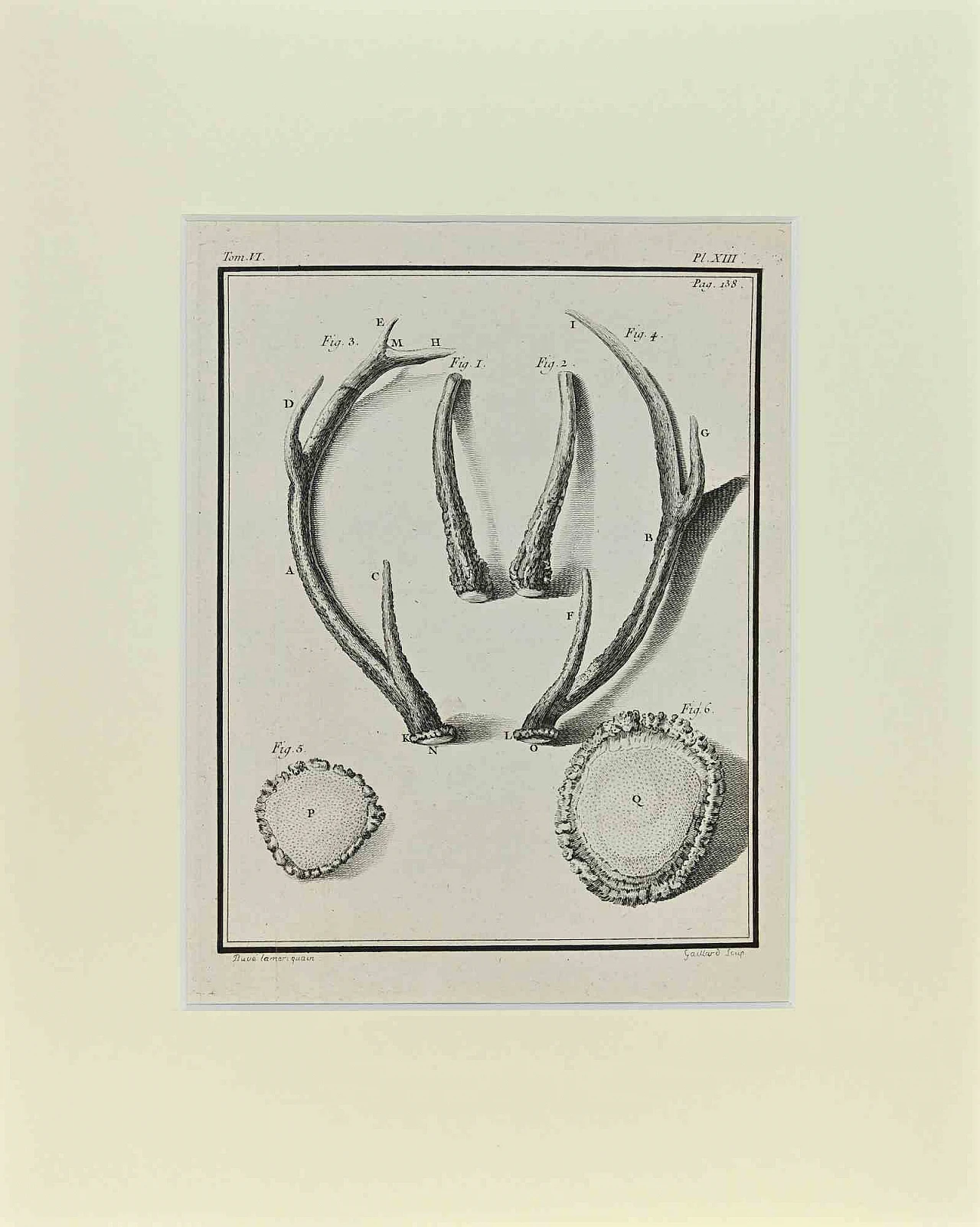 Buvée l'Américain, Deer Horns, Etching 18th century 1