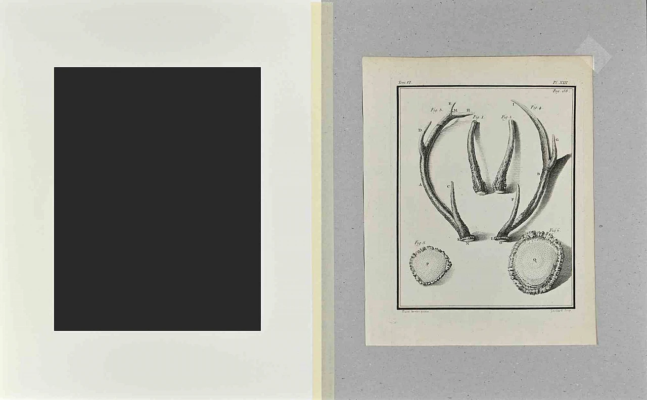 Buvée l'Américain, Deer Horns, Etching 18th century 2