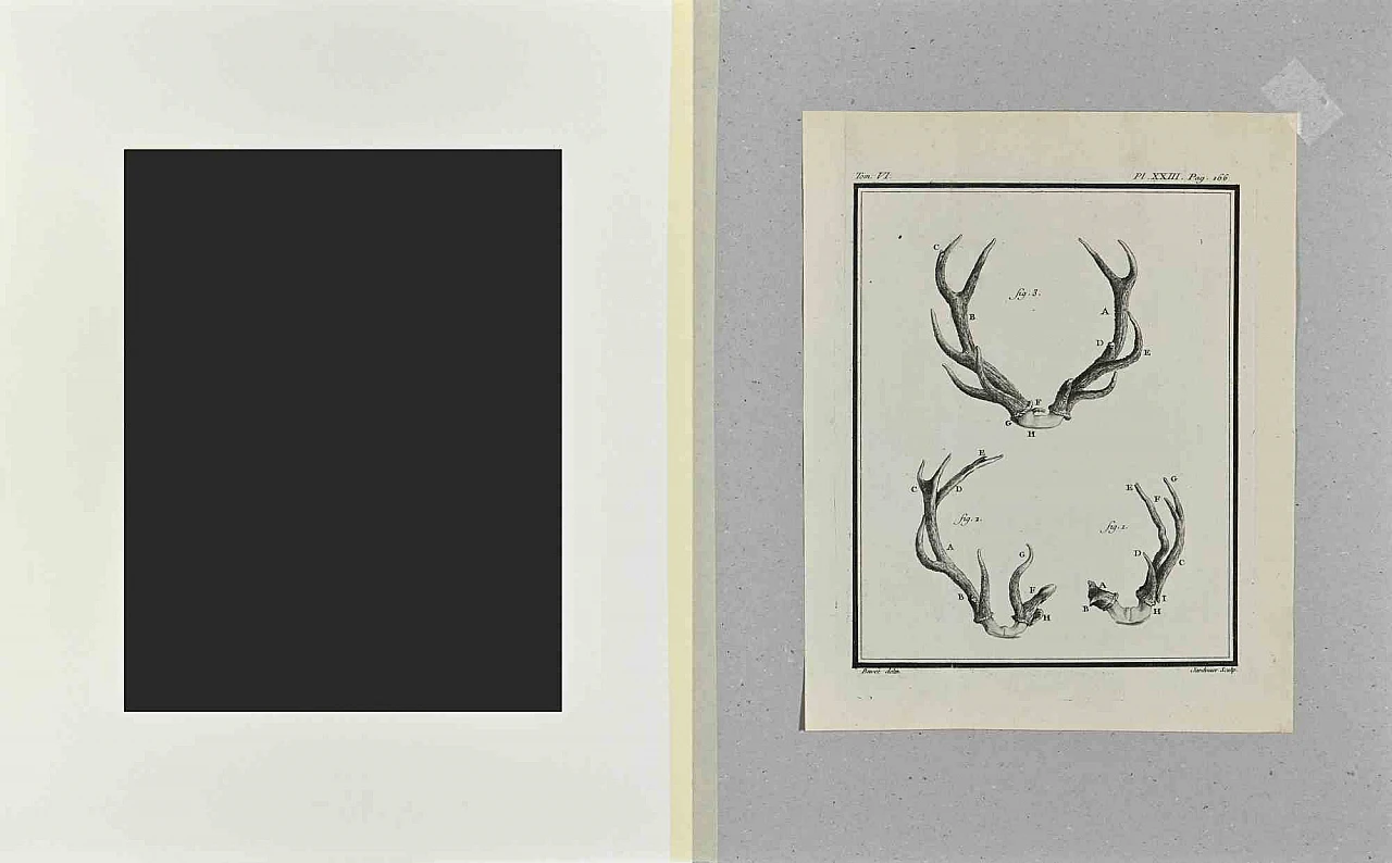 Buvée l'Américain, Cornamentas, Acquaforte '700 1