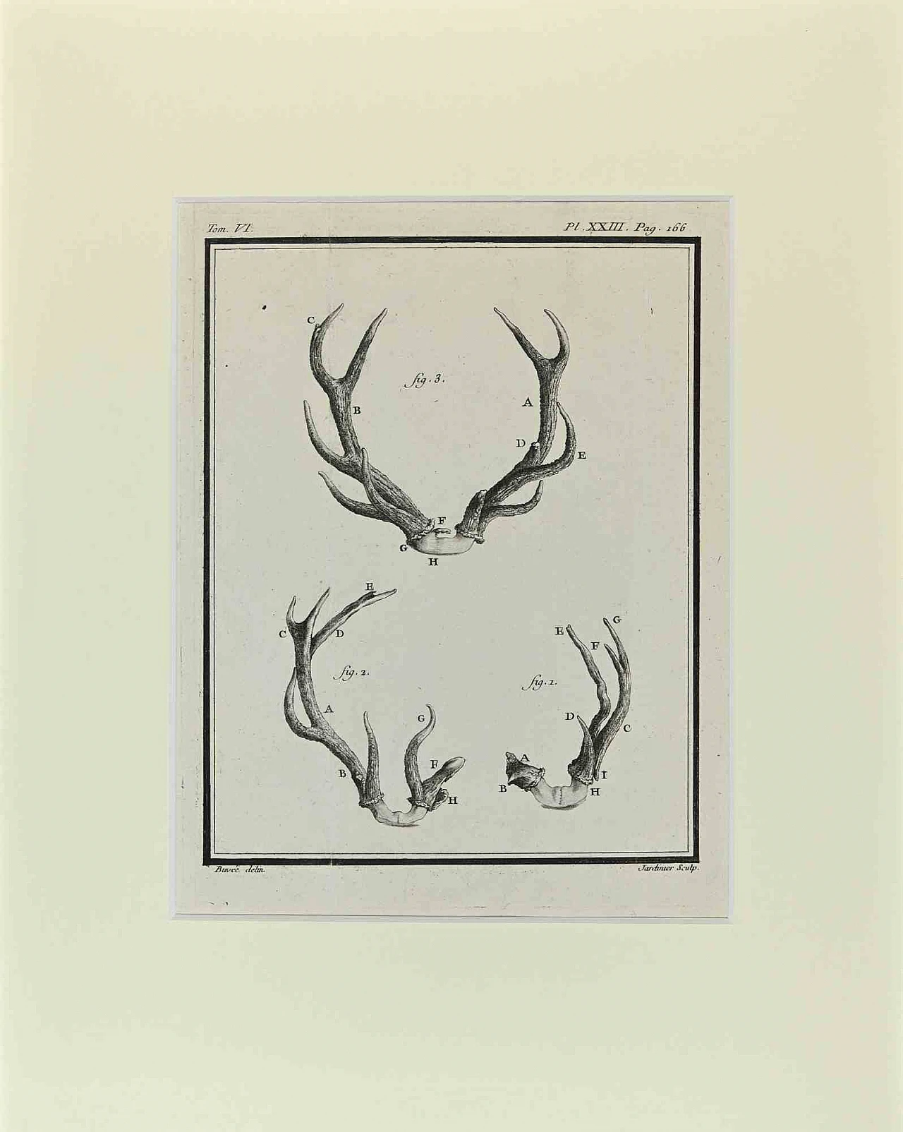 Buvée l'Américain, Cornamentas, Acquaforte '700 2