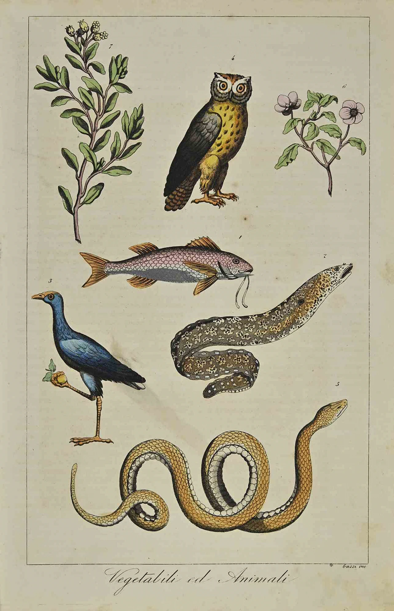 Autori vari, Piante e animali, Litografia '800 1