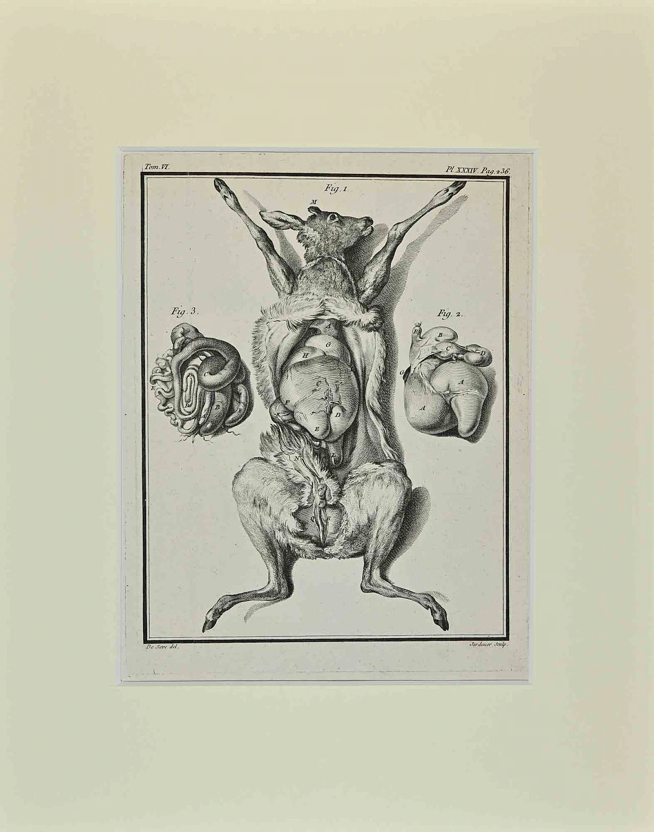 Jacques de Seve, Veal Anatomy, Etching 18th century 1