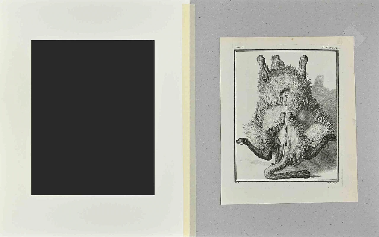 Jacques de Seve, Anatomia della pecora, Acquaforte '700 2