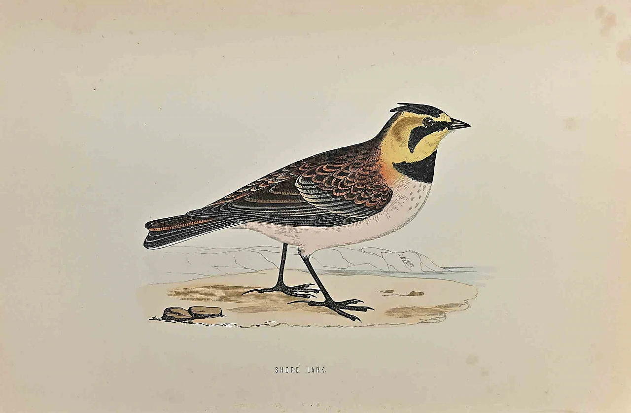 Alexander Francis Lydon, Shore Lark, Woodcut 19th century 1