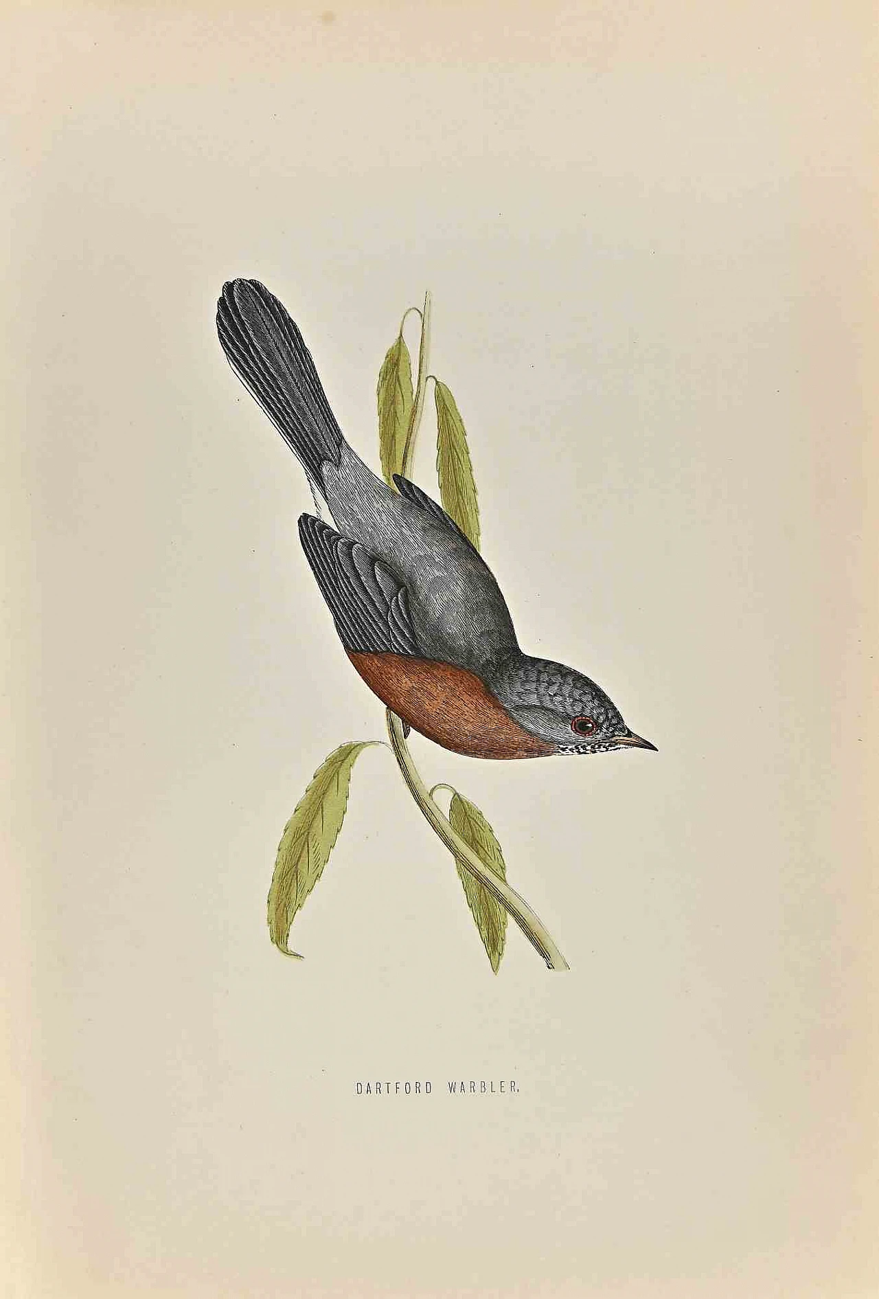 Alexander Francis Lydon, Dartford Warbler, Woodcut 19th century 1